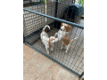 purebred-beagle-puppy-for-sale-small-2