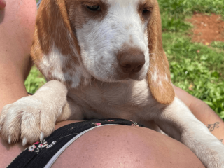 Purebred Beagle Puppy for Sale!