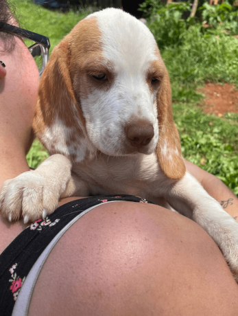 purebred-beagle-puppy-for-sale-big-0