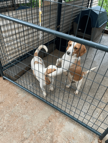 purebred-beagle-puppy-for-sale-big-2