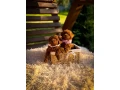 toy-poodle-puppies-toy-poodle-teacup-dogs-small-2