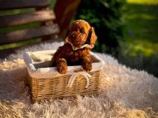 Toy poodle puppies, toy poodle teacup dogs