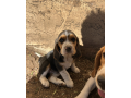 beautiful-beagle-puppies-with-champion-bloodlines-small-1