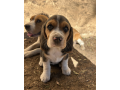 beautiful-beagle-puppies-with-champion-bloodlines-small-0