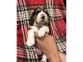 beautiful-beagle-puppies-with-champion-bloodlines-small-3