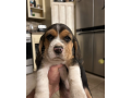 beautiful-beagle-puppies-with-champion-bloodlines-small-2