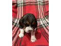 beautiful-beagle-puppies-with-champion-bloodlines-small-4