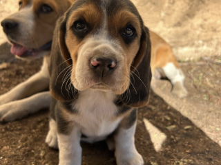 Beautiful Beagle Puppies with Champion Bloodlines!