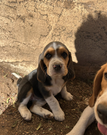 beautiful-beagle-puppies-with-champion-bloodlines-big-1