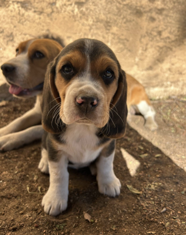 beautiful-beagle-puppies-with-champion-bloodlines-big-0