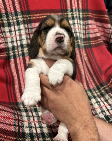 beautiful-beagle-puppies-with-champion-bloodlines-big-3