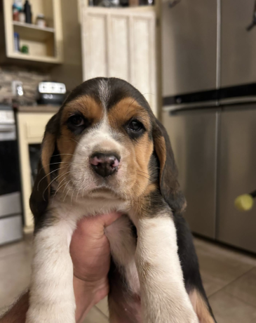 beautiful-beagle-puppies-with-champion-bloodlines-big-2