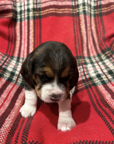 beautiful-beagle-puppies-with-champion-bloodlines-big-4