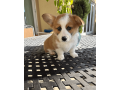 adorable-corgi-puppy-for-sale-small-1