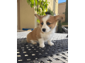 adorable-corgi-puppy-for-sale-small-2