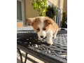 adorable-corgi-puppy-for-sale-small-4