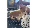 adorable-corgi-puppy-for-sale-small-3