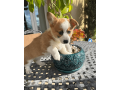 adorable-corgi-puppy-for-sale-small-0