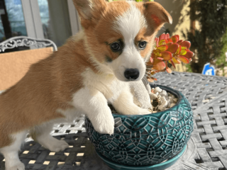 Adorable Corgi Puppy for sale