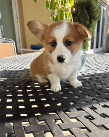 adorable-corgi-puppy-for-sale-big-1