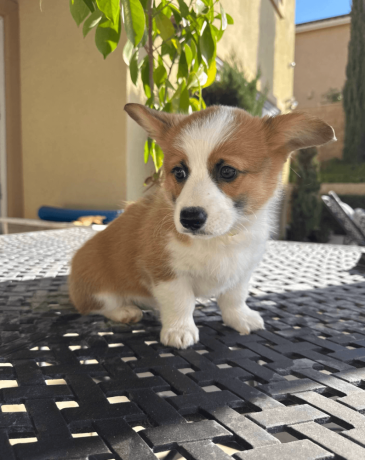 adorable-corgi-puppy-for-sale-big-2