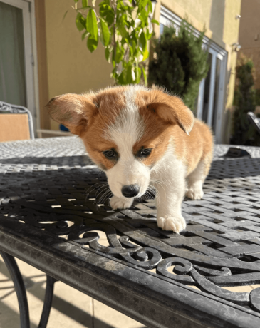 adorable-corgi-puppy-for-sale-big-4