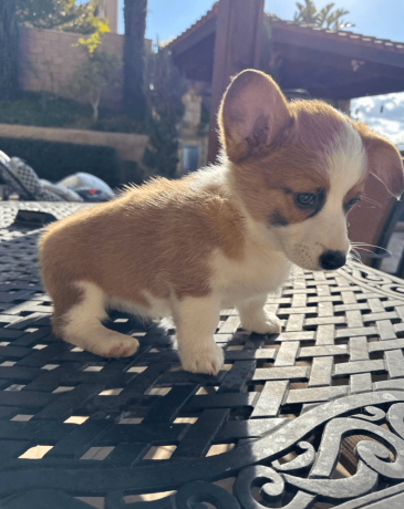 adorable-corgi-puppy-for-sale-big-3