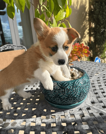 adorable-corgi-puppy-for-sale-big-0