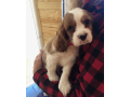 cavalier-king-charles-spaniel-for-sale-small-0