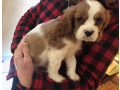 cavalier-king-charles-spaniel-for-sale-small-2