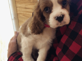 Cavalier King Charles Spaniel for sale