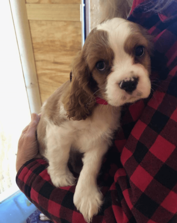 cavalier-king-charles-spaniel-for-sale-big-0