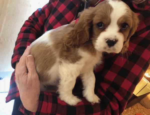 cavalier-king-charles-spaniel-for-sale-big-2