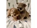 meet-newbury-adorable-chihuahua-puppy-available-small-4