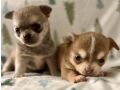 meet-newbury-adorable-chihuahua-puppy-available-small-3