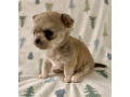 meet-newbury-adorable-chihuahua-puppy-available-small-2