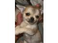 meet-newbury-adorable-chihuahua-puppy-available-small-1