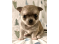 meet-newbury-adorable-chihuahua-puppy-available-small-0