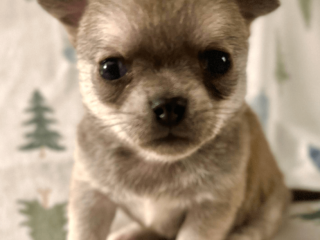 Meet Newbury Adorable Chihuahua Puppy Available!