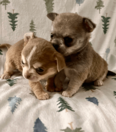 meet-newbury-adorable-chihuahua-puppy-available-big-4