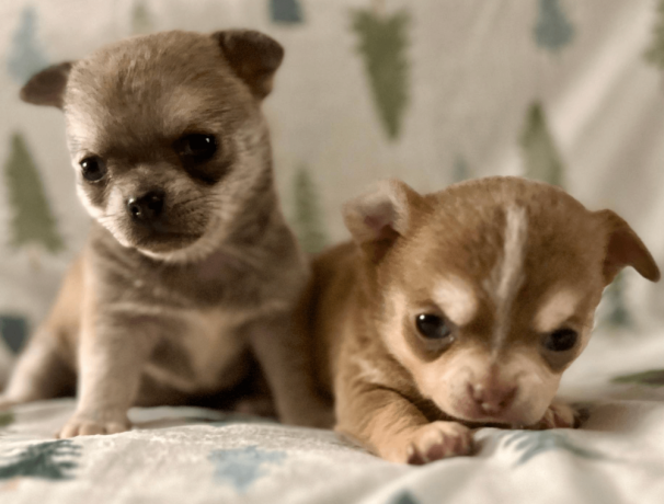 meet-newbury-adorable-chihuahua-puppy-available-big-3