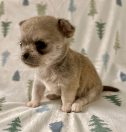 meet-newbury-adorable-chihuahua-puppy-available-big-2