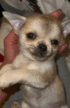 meet-newbury-adorable-chihuahua-puppy-available-big-1