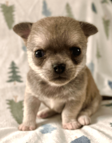 meet-newbury-adorable-chihuahua-puppy-available-big-0