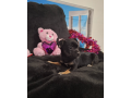 adorable-chihuahua-puppy-for-sale-small-3