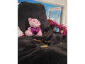 adorable-chihuahua-puppy-for-sale-small-0