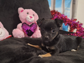 Adorable Chihuahua Puppy for sale