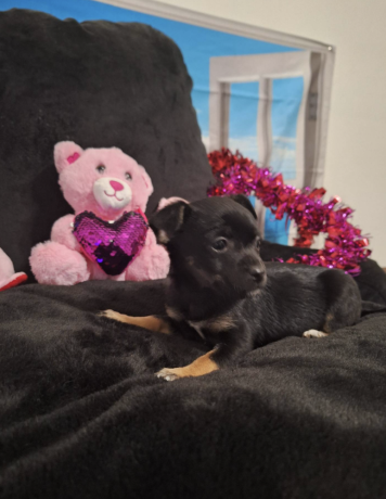 adorable-chihuahua-puppy-for-sale-big-3