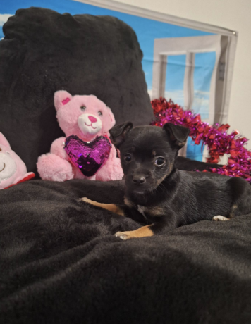 adorable-chihuahua-puppy-for-sale-big-0