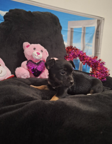 adorable-chihuahua-puppy-for-sale-big-2